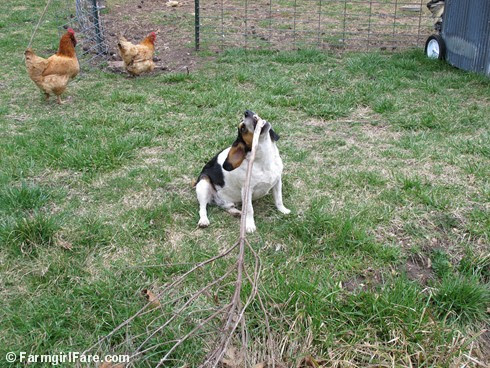 Beagle bites 2 - FarmgirlFare.com