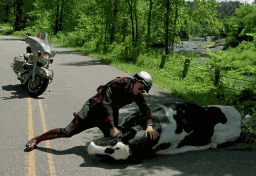 Make your day better with these 5 funny Cows gifs or download now!