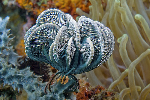 Koala Crinoid 2033