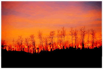 fire animation photo: Fire in the trees, Gio - animation FireinthetreesGio-animation.gif