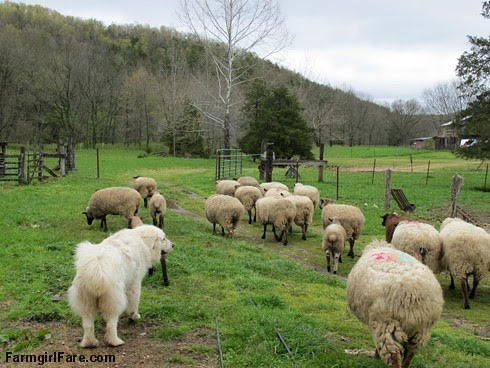 Sheep heading out to eat breakfast (2) - Great Pyrenees Daisy keeps an eye on the flock - FarmgirlFare.com