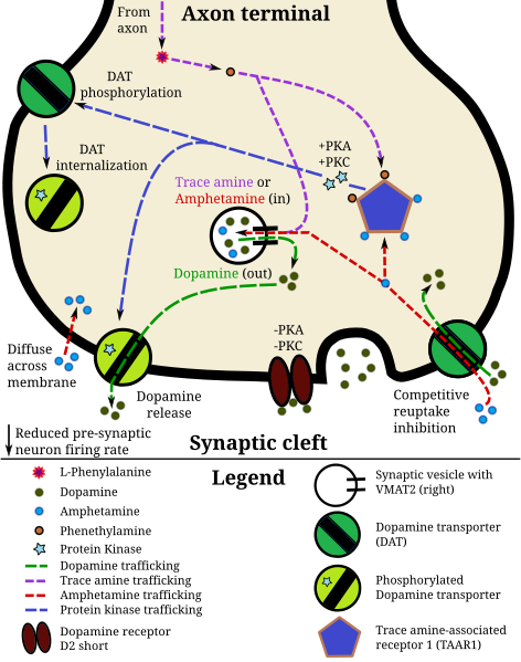 فایل: TAAR1 Dopamine.svg