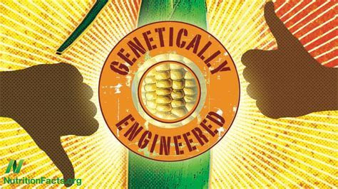 Why GMO?s are the way to go The Diamondback Why GMO?s are the way to go The Diamondback