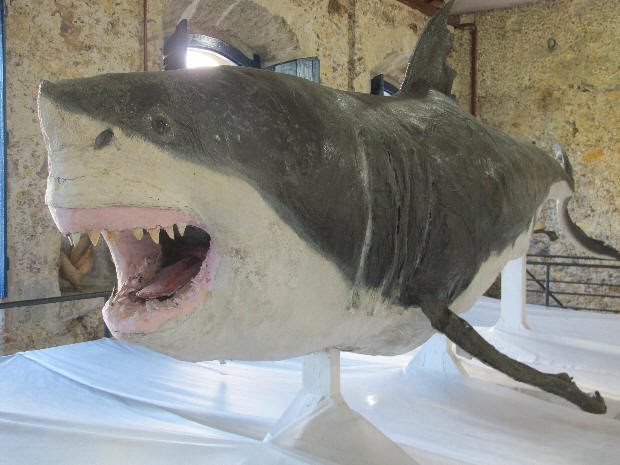Tubarão tem 5,5 metros de comprimento e 3,5 toneladas  (Foto: Anna Gabriela Ribeiro/G1)