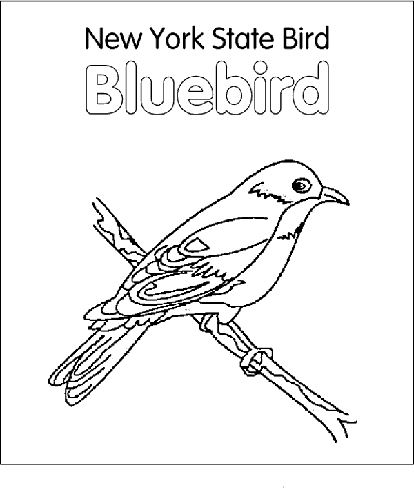 New York state bird blue bird coloring page.