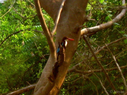 Kingfisher