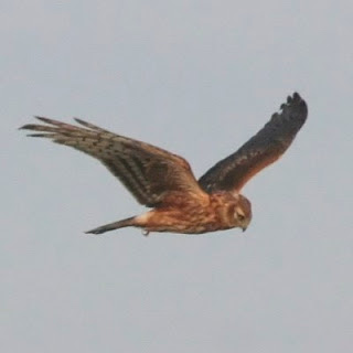 Hen Harrier