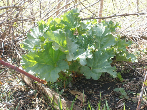 Rhubarb Continuing to Grow