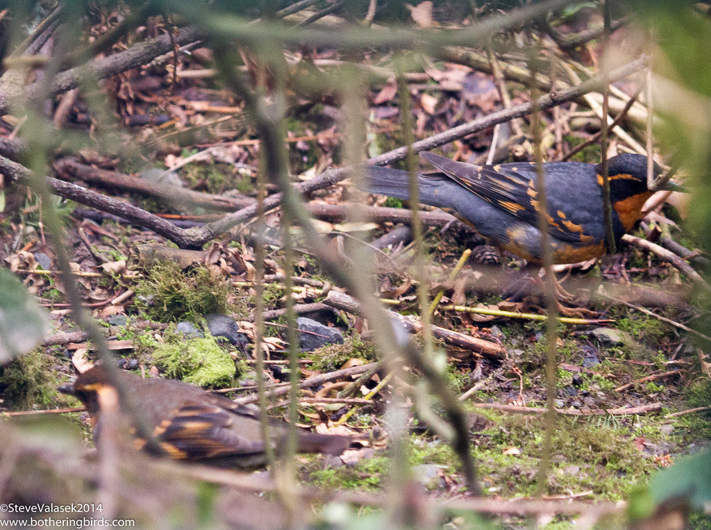 Varied Thrush Pair