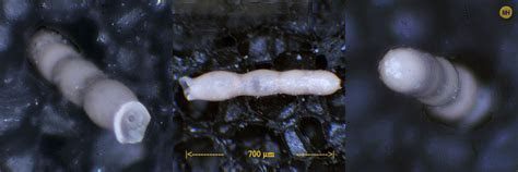 Foraminifera: Nodosaria sp. Foraminifera: Nodosaria sp.