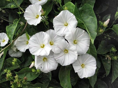 20100418-rq-jardimbotanico-08-Convolvulus massonii