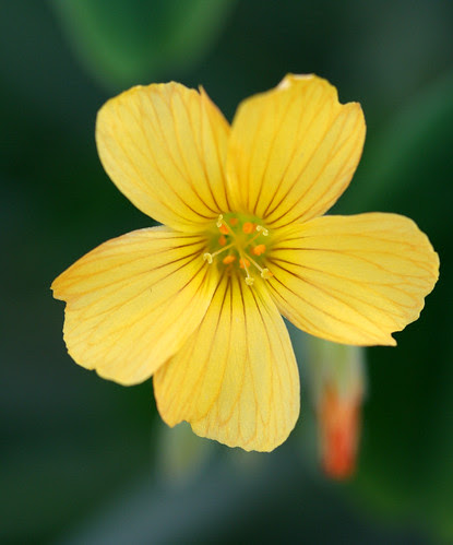 Oxalis herrerae
