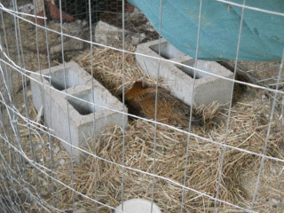 And Another Broody Hen