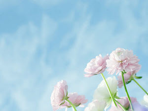 Download 103+ Background Biru Muda Bunga Paling Keren