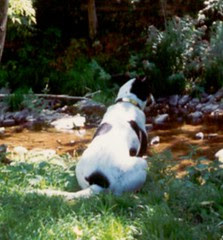 clyde contemplates nature