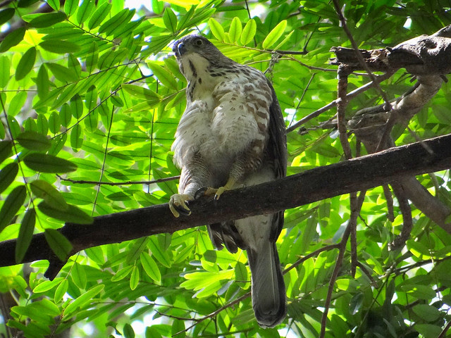 鳳頭蒼鷹/無限台南
