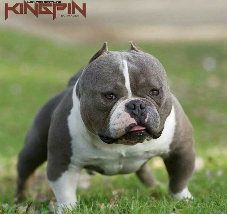 toy bully puppies for sale