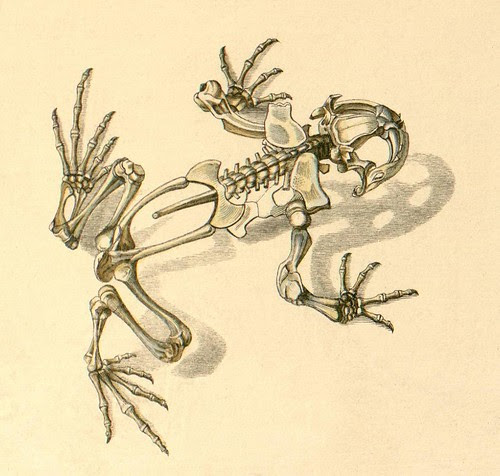 Frog skeleton b