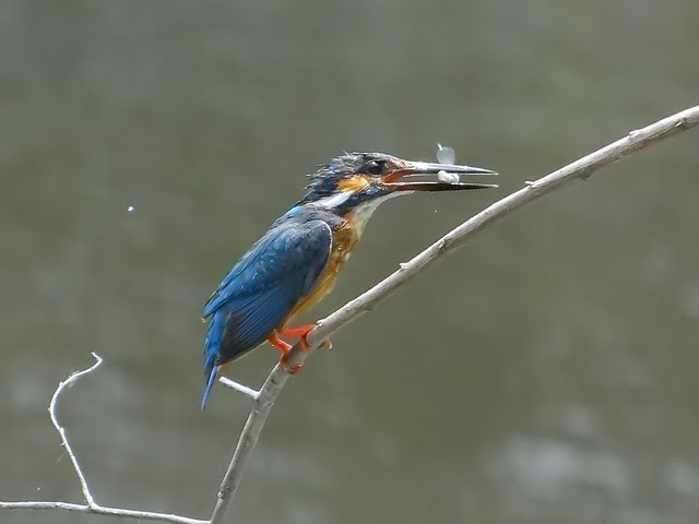 翠鳥/無限台南