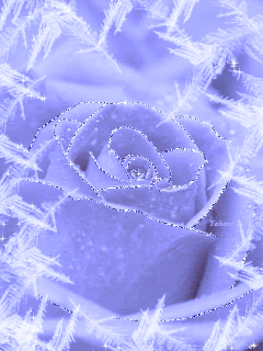 Морозная роза для Натули(starling )