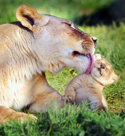 Monarto Zoo Lion Cub