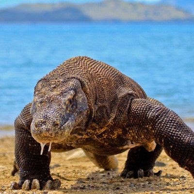 Comodo icedragon download 64 bit