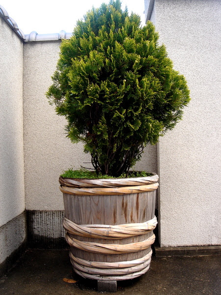 DSC09442.JPG