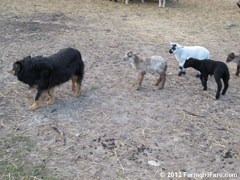 Farm dogs and little lambs 9 - FarmgirlFare.com