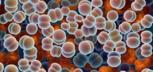 Kiinasta ja Tanskasta löydetyt bakteerit huolestuttavat tutkijoita: Voivat kehittyä täysin immuuneiksi antibiooteille (800 x 378)