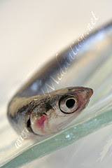 Sea - Anchovies: Raw Anchovy on a Crystal Plate