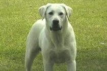 Labrador Retriever SC
