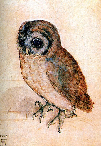 durer's little owl