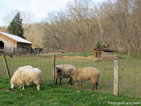 Sheep Freedom Day (7) - Sorry, boys, no time to flirt - FarmgirlFare.com