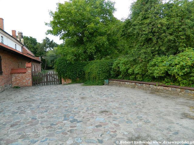 Ogród - herbarium przy Szpitalu Św. Ducha, Frombork Ogród - herbarium przy Szpitalu Św. Ducha we Fromborku