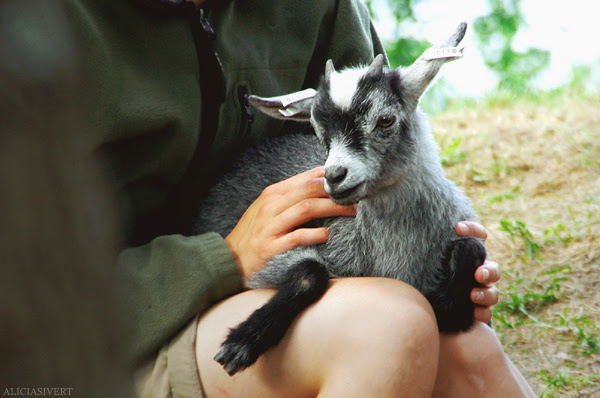 aliciasivert alicia sivertsson skansen get goat animal djur