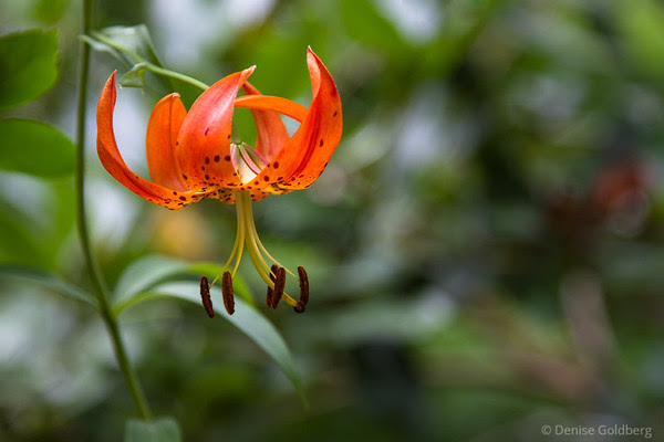 tiger lily splashes bright color