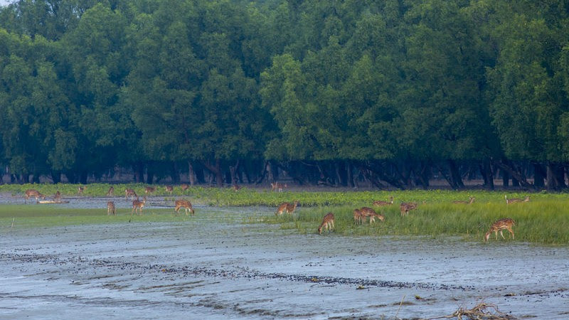 Spotted deers forage at the Kokilmoni forest in the Sundarbans, a UNESCO world heritage site. Bagerhat, Bangladesh. Image by Muhammad Mostafigur Rahman. Copyright Demotix (5/11/2014) 