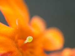 JulyMacro51
