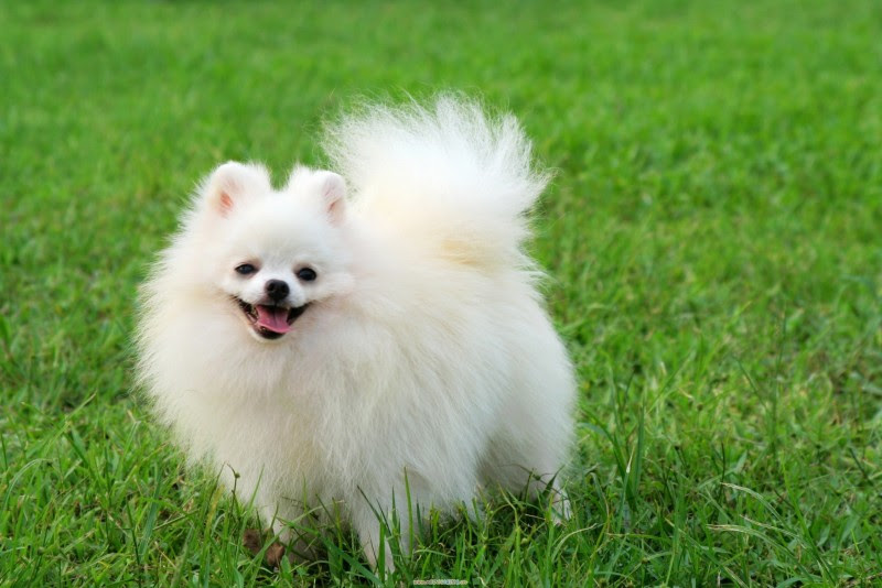 88+ White Pomeranian Price Kerala - l2sanpiero