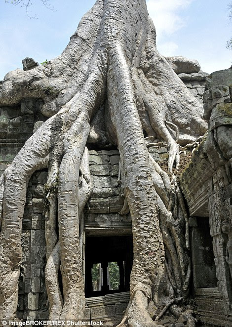 Amid the roots of the Kapok tree