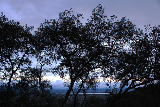Oaks at dusk