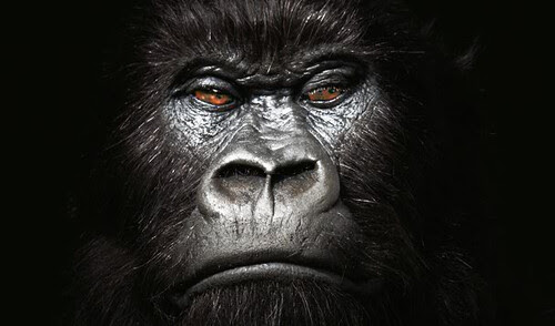 Fallon Cadbury Gorrilla