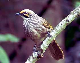 Ciblek Gacor Mania Cara Membedakan Cucak Rowo Jantan Dan Betina