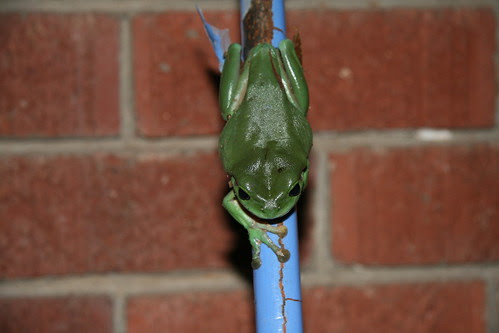 Green Tree frog