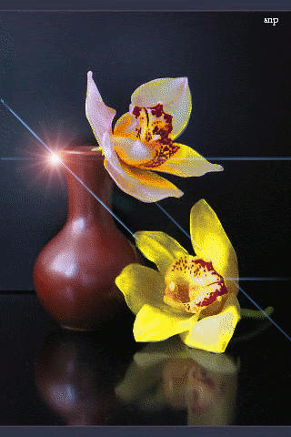 Орхидеи в кувшине