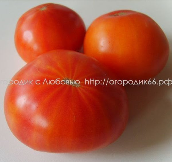 Семена помидор старые. Cresta di fuoco Огненный гребень томат. Томат Стенлей.
