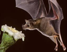 Bats Pollinate Flowers