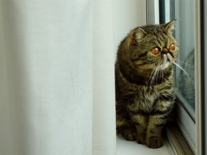 Exotic Shorthair cat