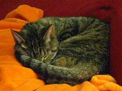 Maggie sleeping behind Jeni's legs
