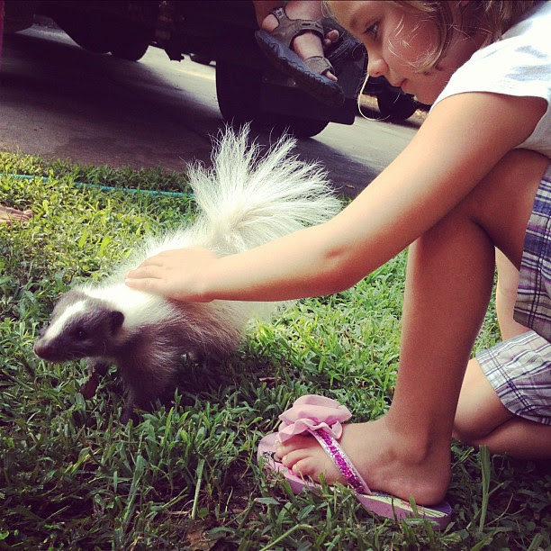Pet skunk for the zoo?